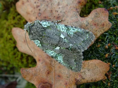 Dichonia (Dichonia) aeruginea