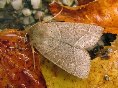 Mesogona acetosellae