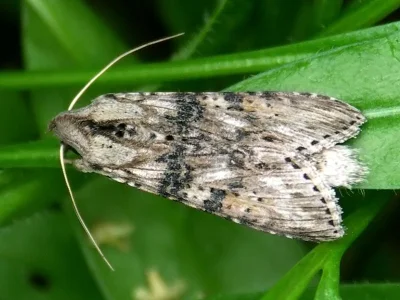 Cucullia absinthii