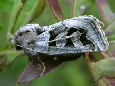 Episema (Episema) glaucina