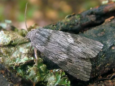 Scotochrosta pulla