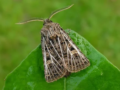 Tholera decimalis