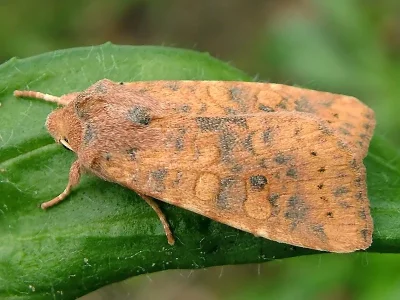 Xanthia (Cirrhia) gilvago