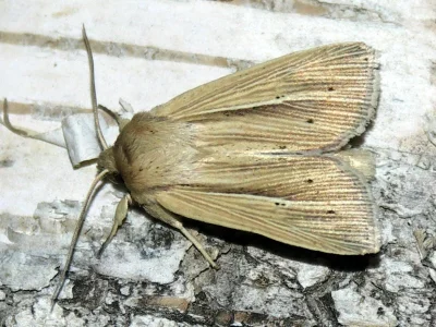 Mythimna (Mythimna) straminea