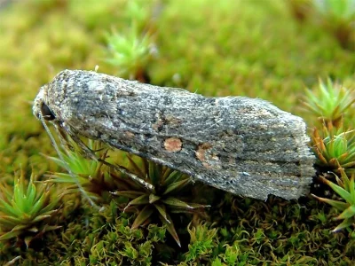 Spodoptera exigua