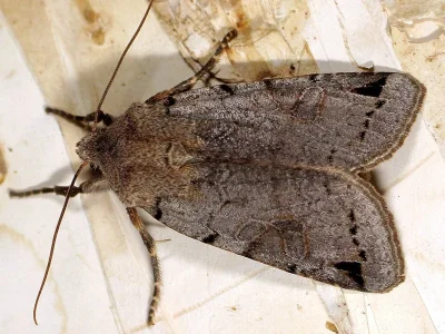 Agrochola (Anchoscelis) litura
