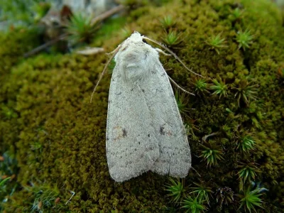 Xestia (Xestia) castanea