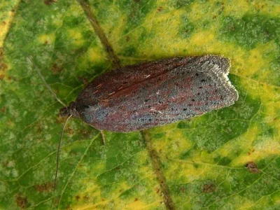 Acleris lipsiana