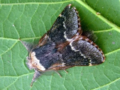 Poecilocampa populi