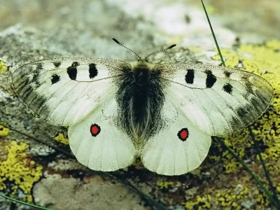Parnassius (Parnassius) phoebus