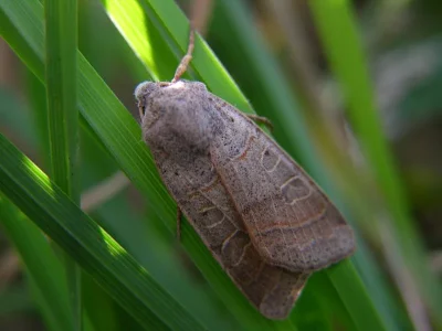 Agrochola (Anchoscelis) humilis
