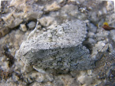Aporophyla (Phylapora) canescens
