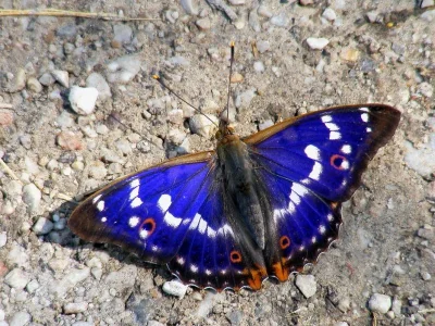 Apatura ilia