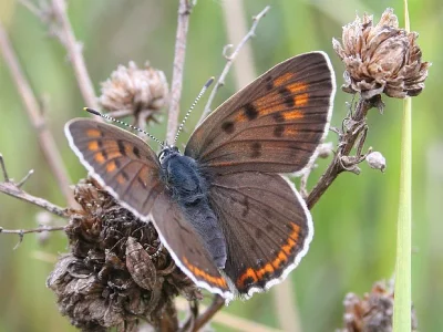 Lycaena (Thersamolycaena) alciphron