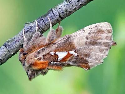 Spatalia argentina
