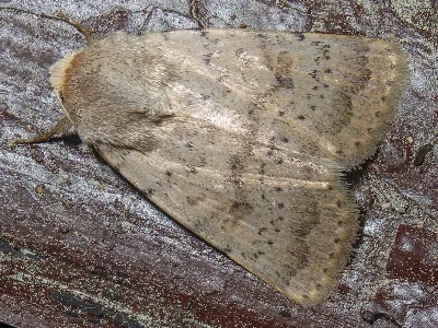 Hoplodrina respersa