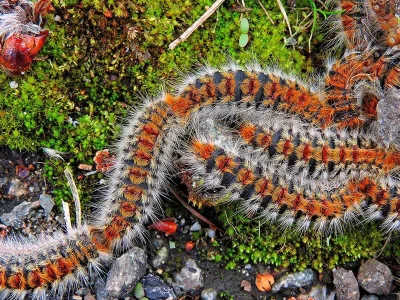 Thaumetopoea pityocampa