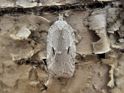 Acleris logiana