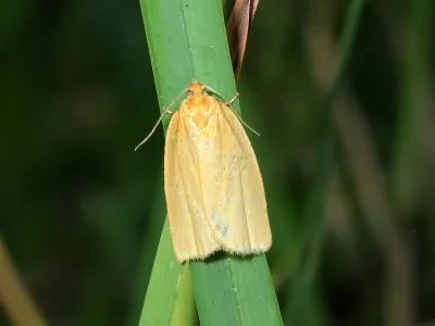 Zelotherses paleana