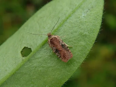 Agonopterix purpurea