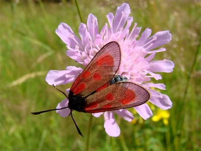 Zygaena (Agrumenia) loti
