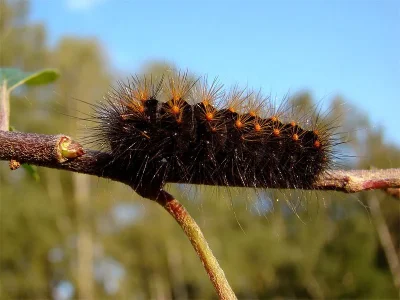 Acronicta (Viminia) auricoma