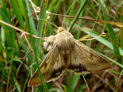 Helicoverpa armigera