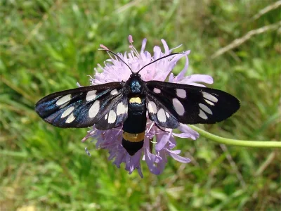 Amata (Syntomis) phegea