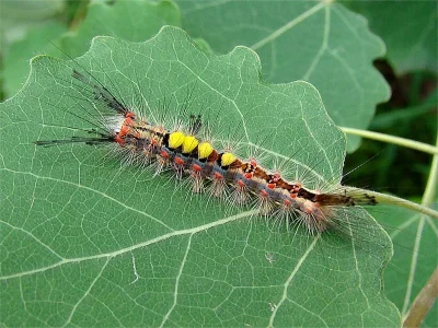 Orgyia (Orgyia) antiqua