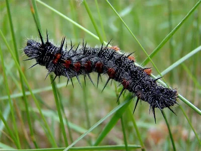 Nymphalis (N.) antiopa