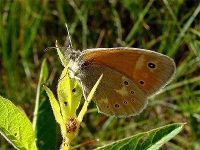 Coenonympha tullia