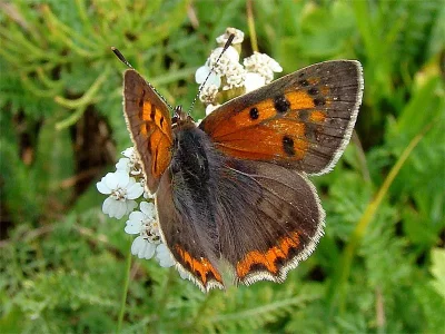 Lycaena (Lycaena) phlaeas