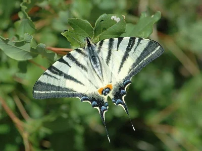 Iphiclides podalirius