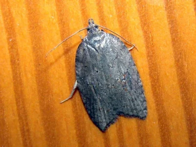 Acleris sparsana