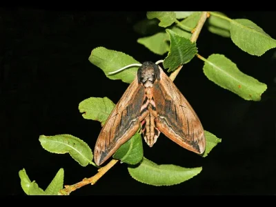 Sphinx ligustri