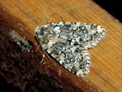 Bryophila (Bryophila) domestica