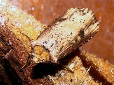 Axylia putris