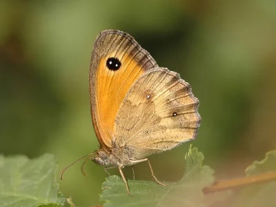 Pyronia (Pyronia) tithonus