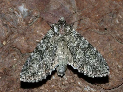 Polia (Polia) nebulosa