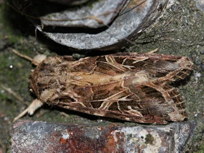 Spodoptera littoralis