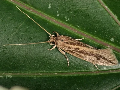 Blastobasis maroccanella