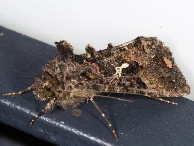 Ctenoplusia (Ctenoplusia) limbirena