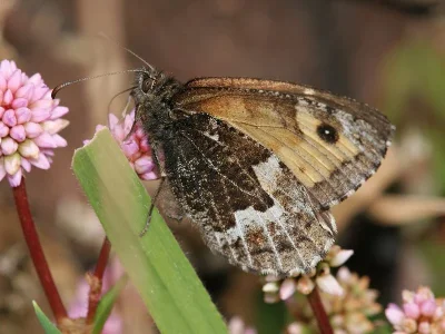 Hipparchia (Parahipparchia) miguelensis