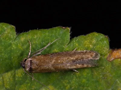 Opogona omoscopa