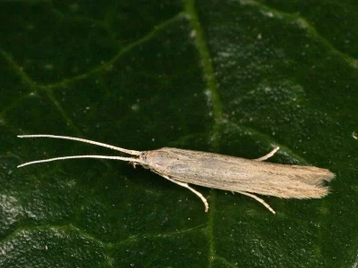 Coleophora versurella
