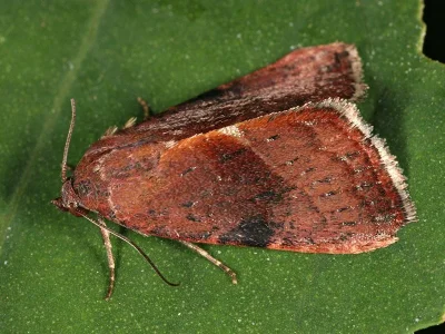 Galgula partita