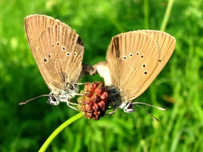 Phengaris nausithous