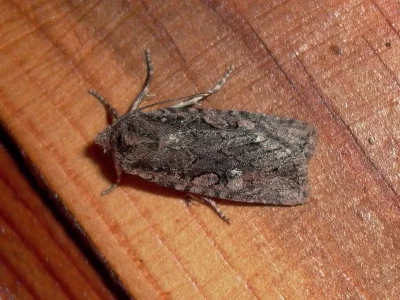 Conistra (Peperina) torrida