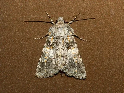 Hadena (Hadena) luteocincta