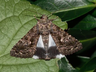Aedia leucomelas